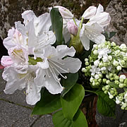 Bl&uuml;tenimpression