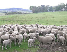 Merinoschafe (Foto: de.wikipedia.org/w/index.php?title=Datei:Merino_ewes_%26_lambs-crop.JPG